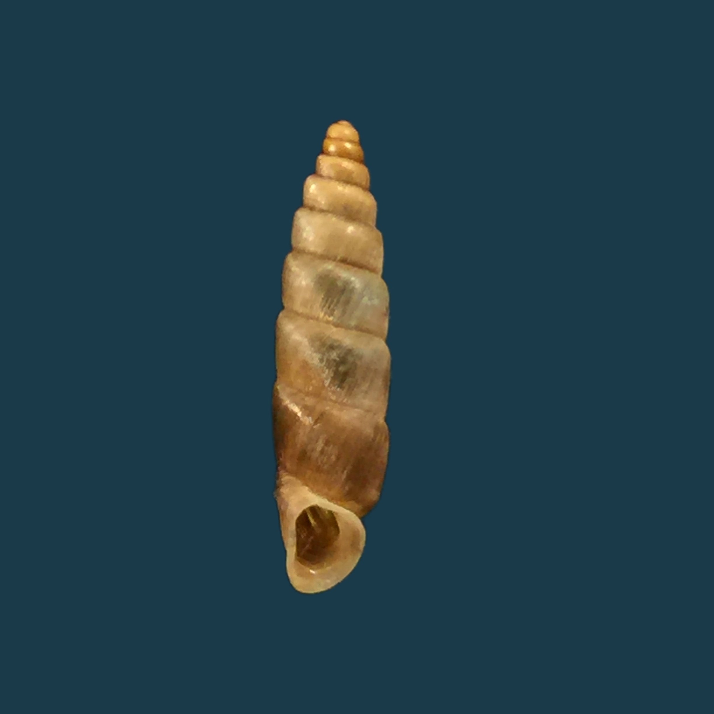 Parabalea pilsbryi laraosensis Weyrauch, 1960 - 13,5mm