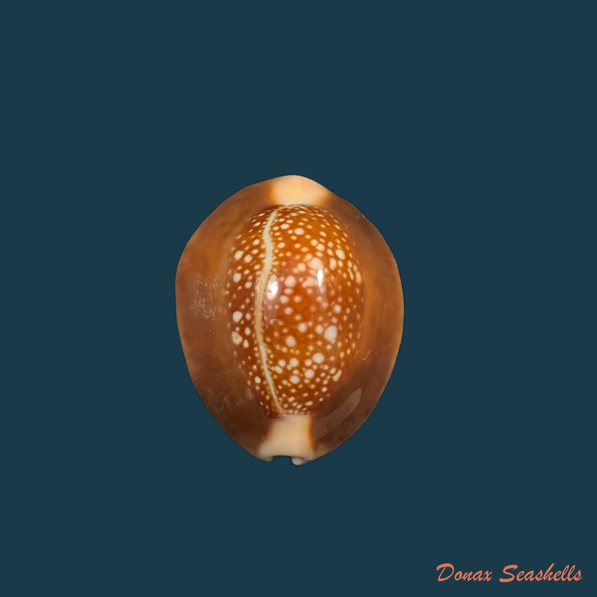 copia-de-paradusta-hungerfordi-g-b-sowerby-iii-1888-34-8mm