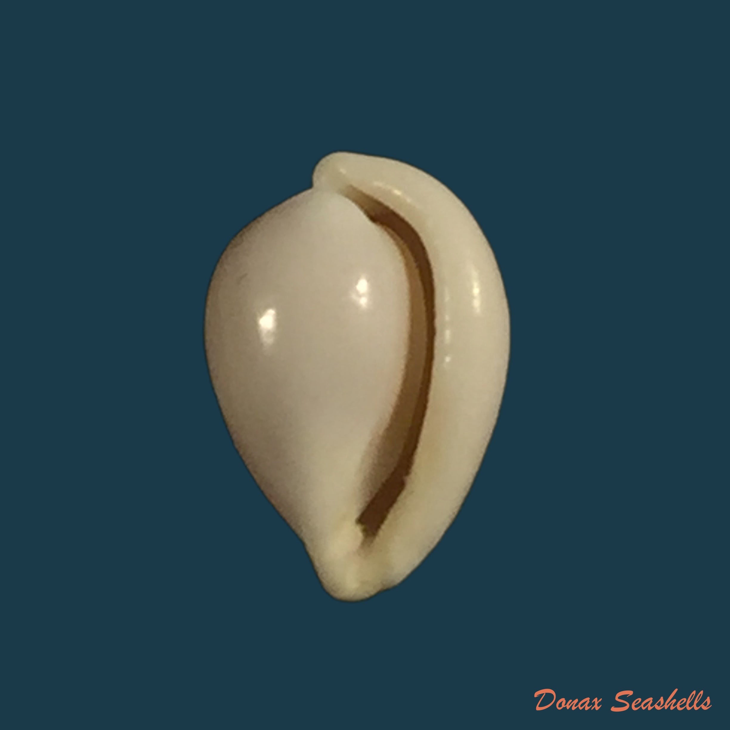 copia-de-paramelania-damoni-e-a-smith-1881