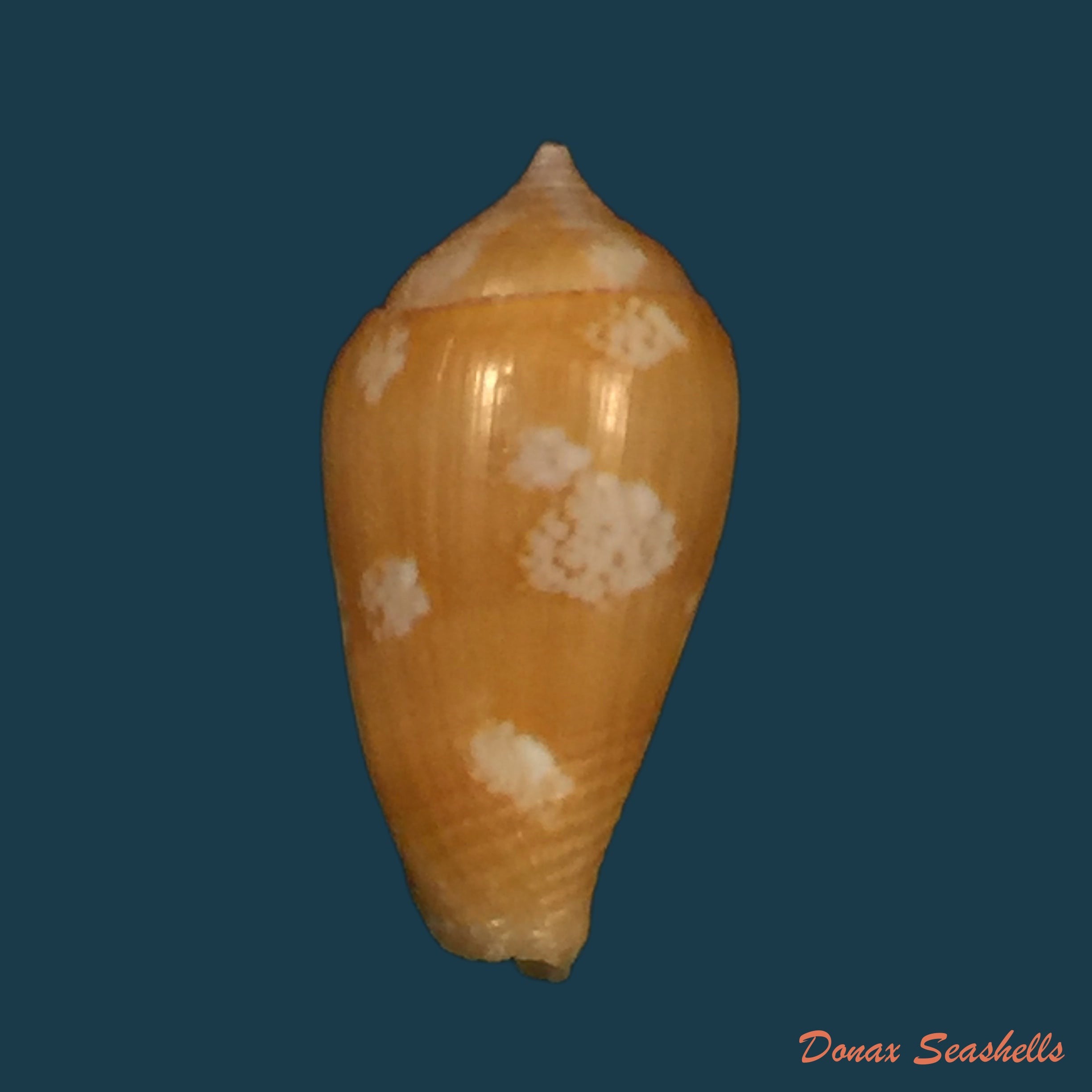 copia-de-parametaria-macrostoma-reeve-1858-19-5mm