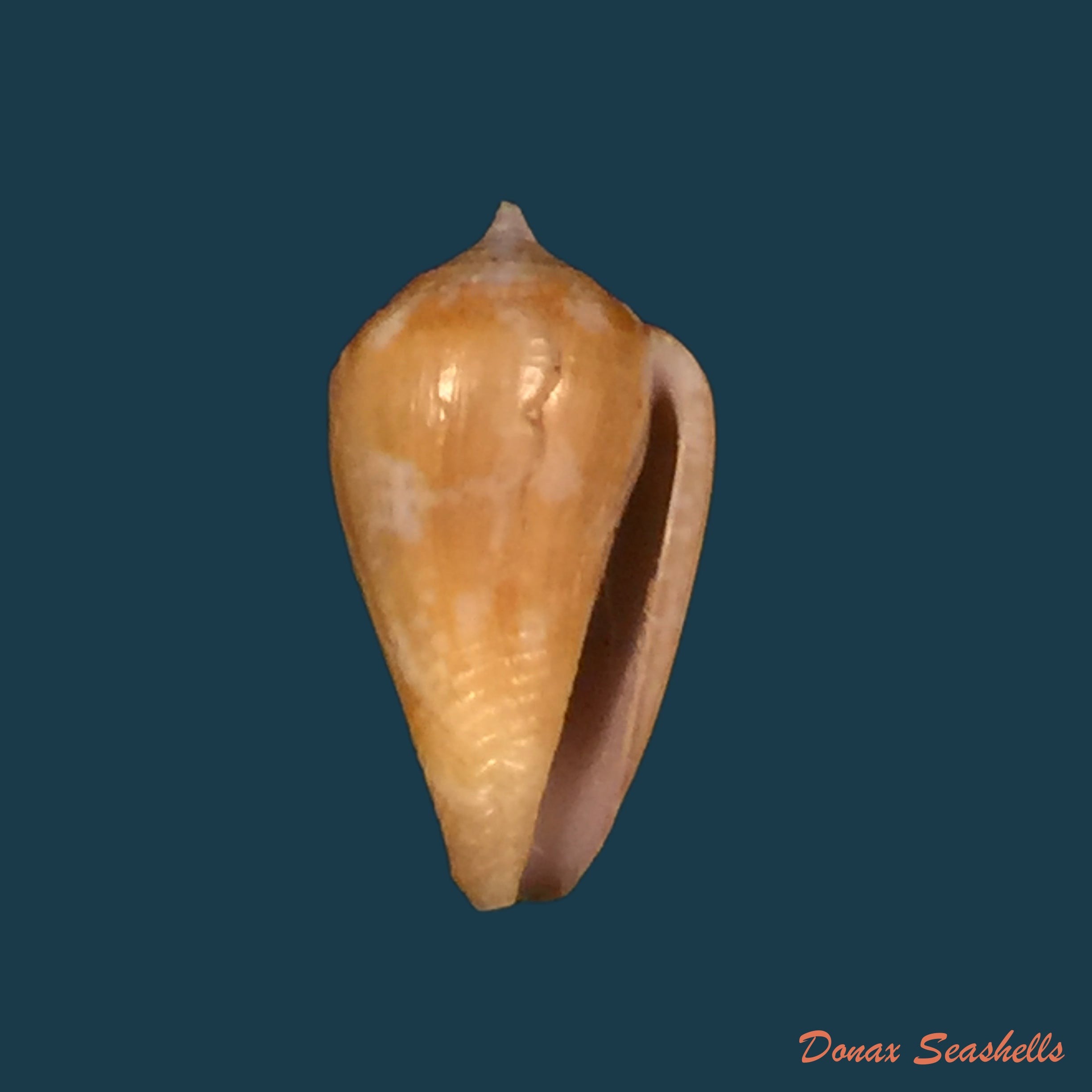 copia-de-parametaria-macrostoma-reeve-1858-19-5mm
