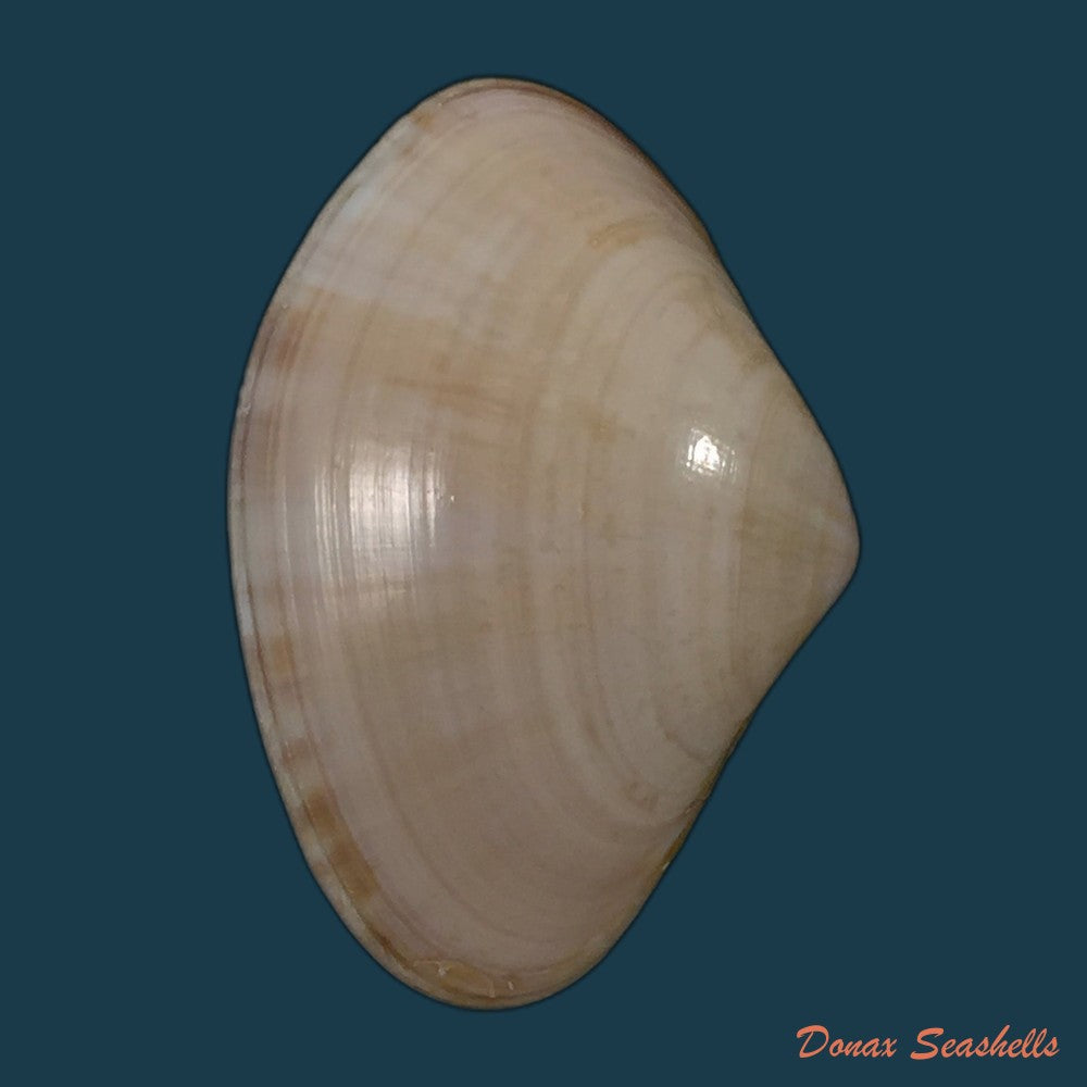 copia-de-paratapes-undulatus-born-1778-48-7mm