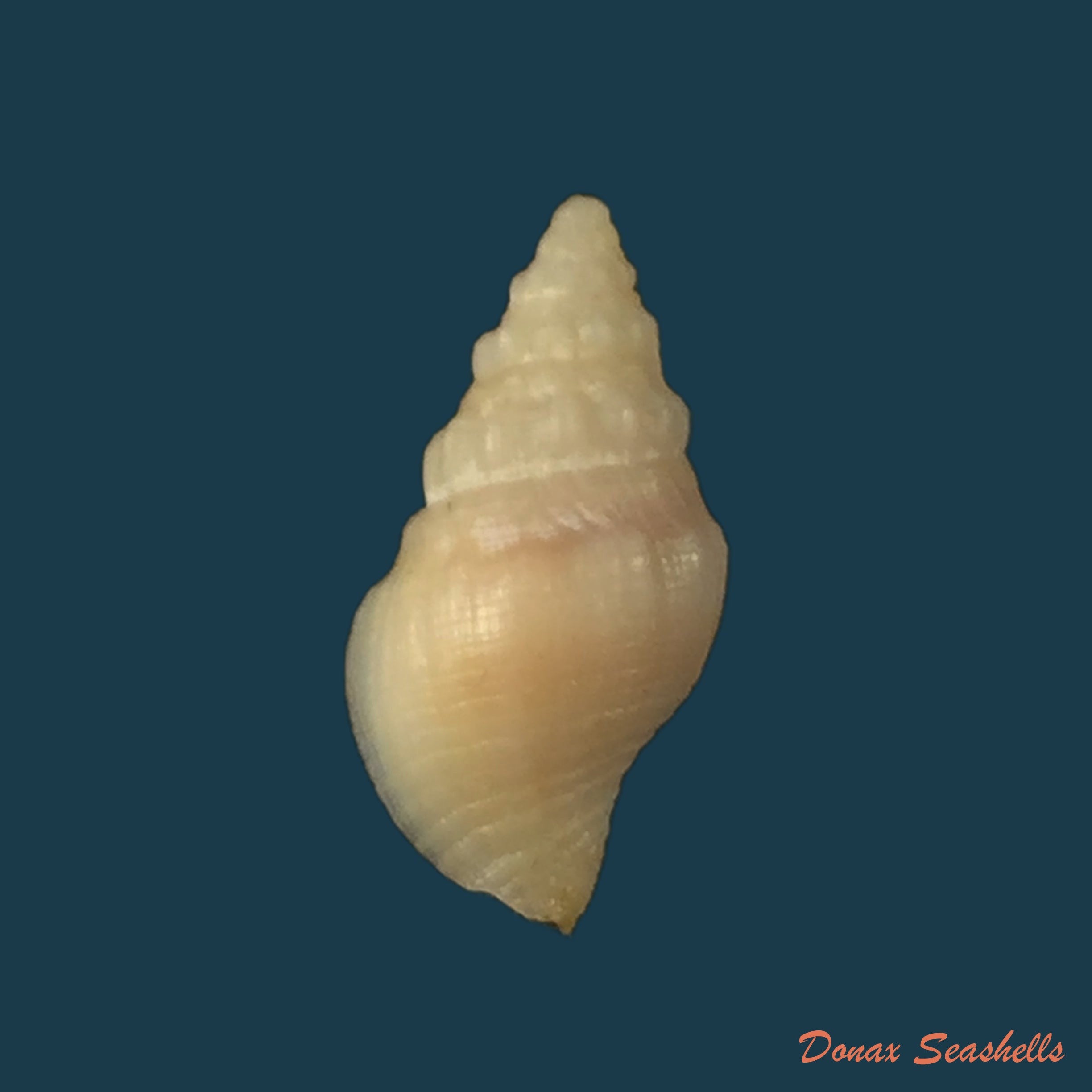copia-de-pareuthria-powelli-cernohorsky-1977-13-6mm