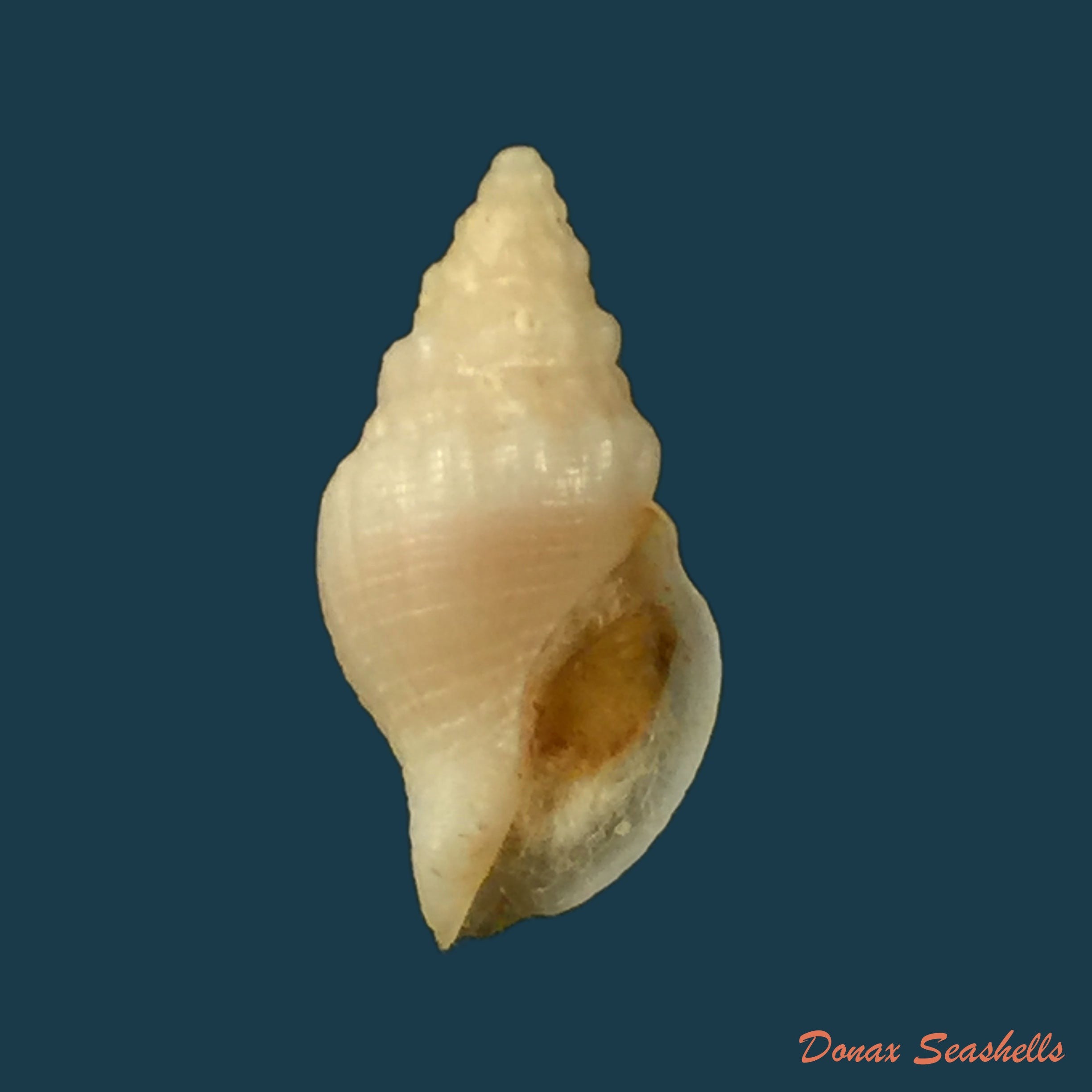 copia-de-pareuthria-powelli-cernohorsky-1977-13-6mm