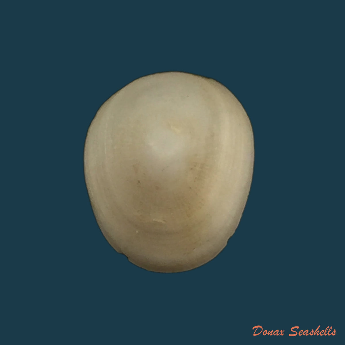 copia-de-pectinodonta-mazure-s-q-zhang-s-p-zhang-2018-20-9mm