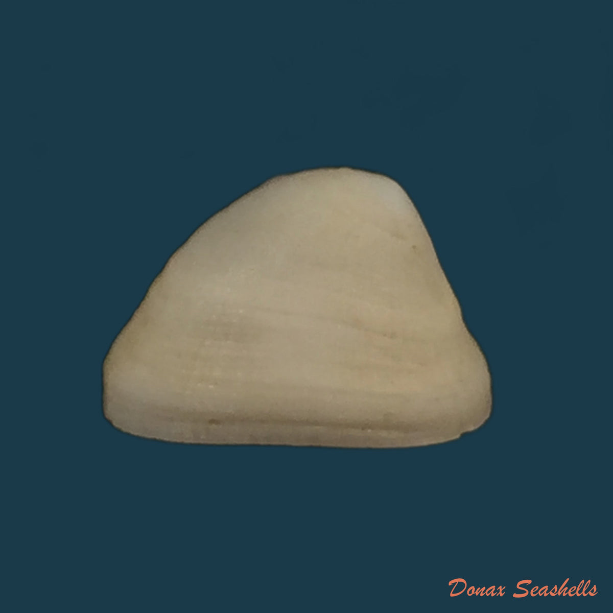 copia-de-pectinodonta-mazure-s-q-zhang-s-p-zhang-2018-20-9mm