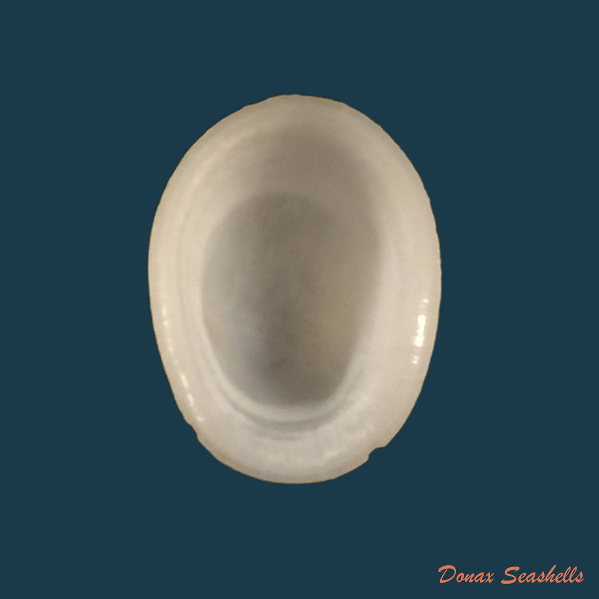 copia-de-pectinodonta-mazure-s-q-zhang-s-p-zhang-2018-20-9mm