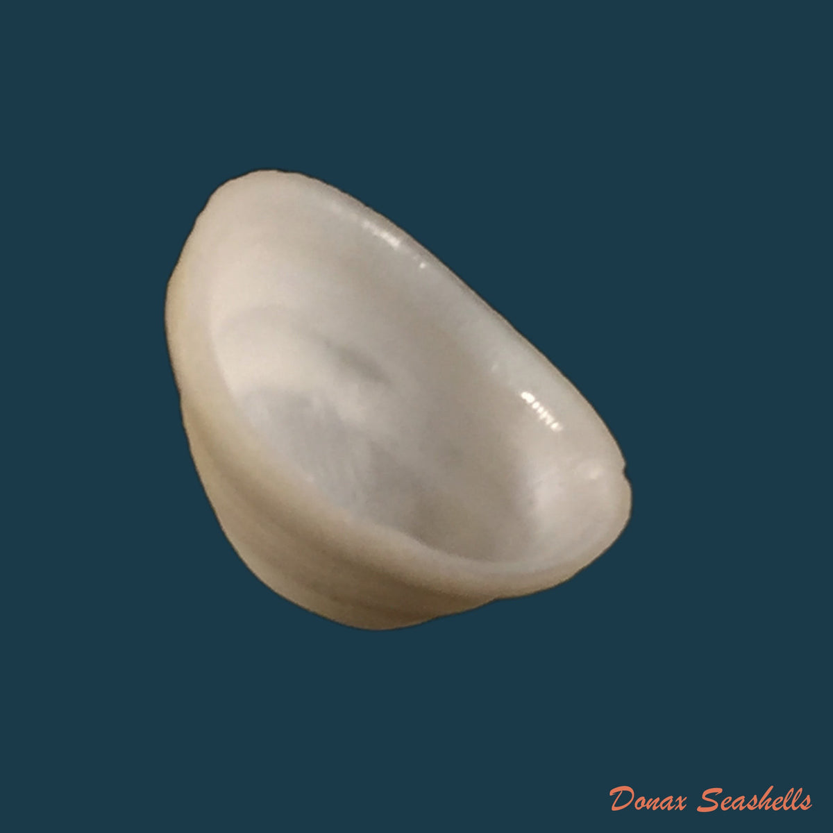 copia-de-pectinodonta-mazure-s-q-zhang-s-p-zhang-2018-20-9mm