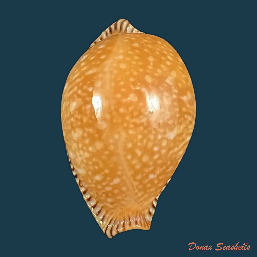 copia-de-perisserosa-guttata-surinensis-bengalensis-raybaudi-1978