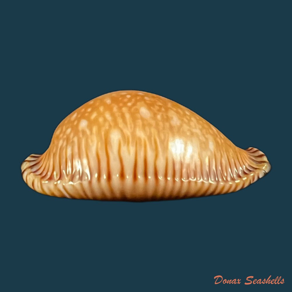 copia-de-perisserosa-guttata-surinensis-bengalensis-raybaudi-1978