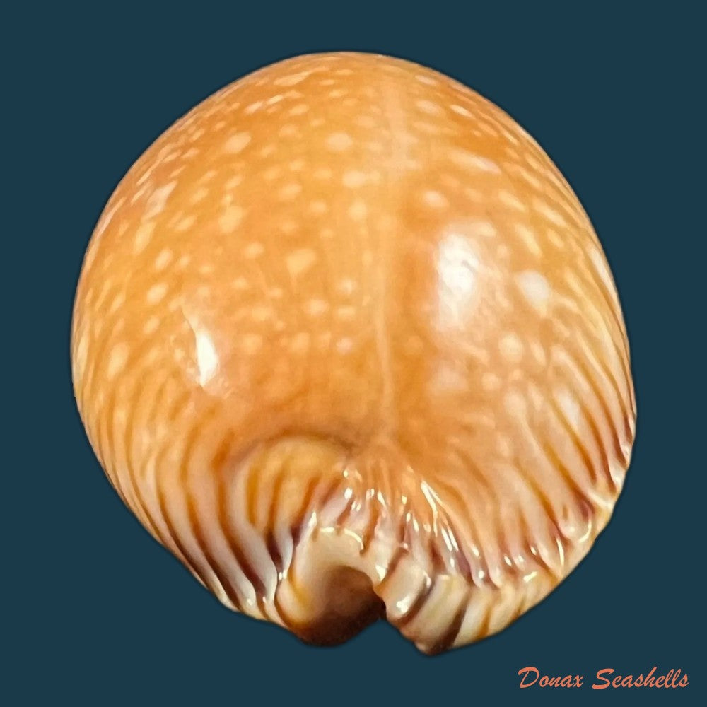 copia-de-perisserosa-guttata-surinensis-bengalensis-raybaudi-1978