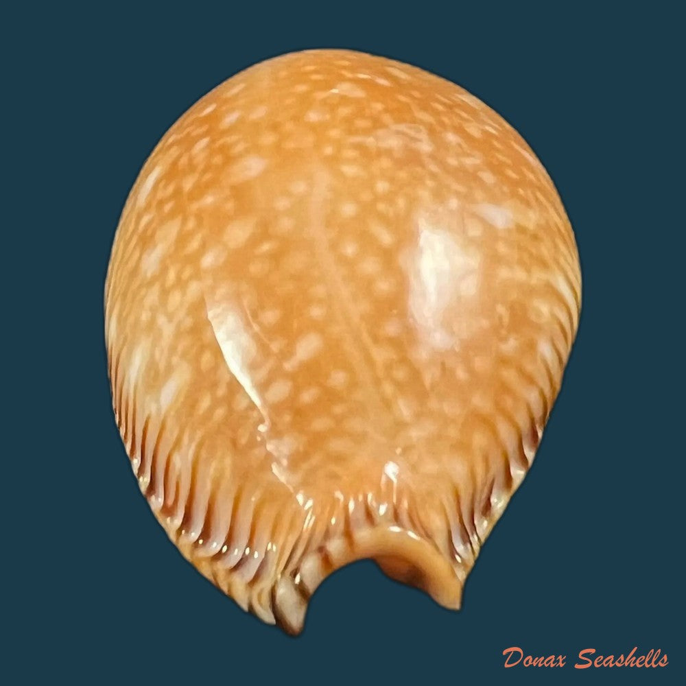 copia-de-perisserosa-guttata-surinensis-bengalensis-raybaudi-1978
