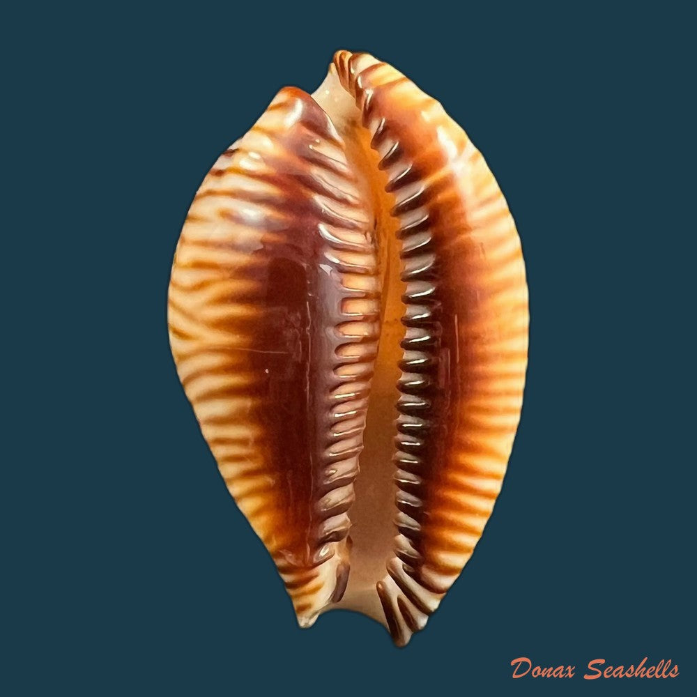copia-de-perisserosa-guttata-surinensis-bengalensis-raybaudi-1978