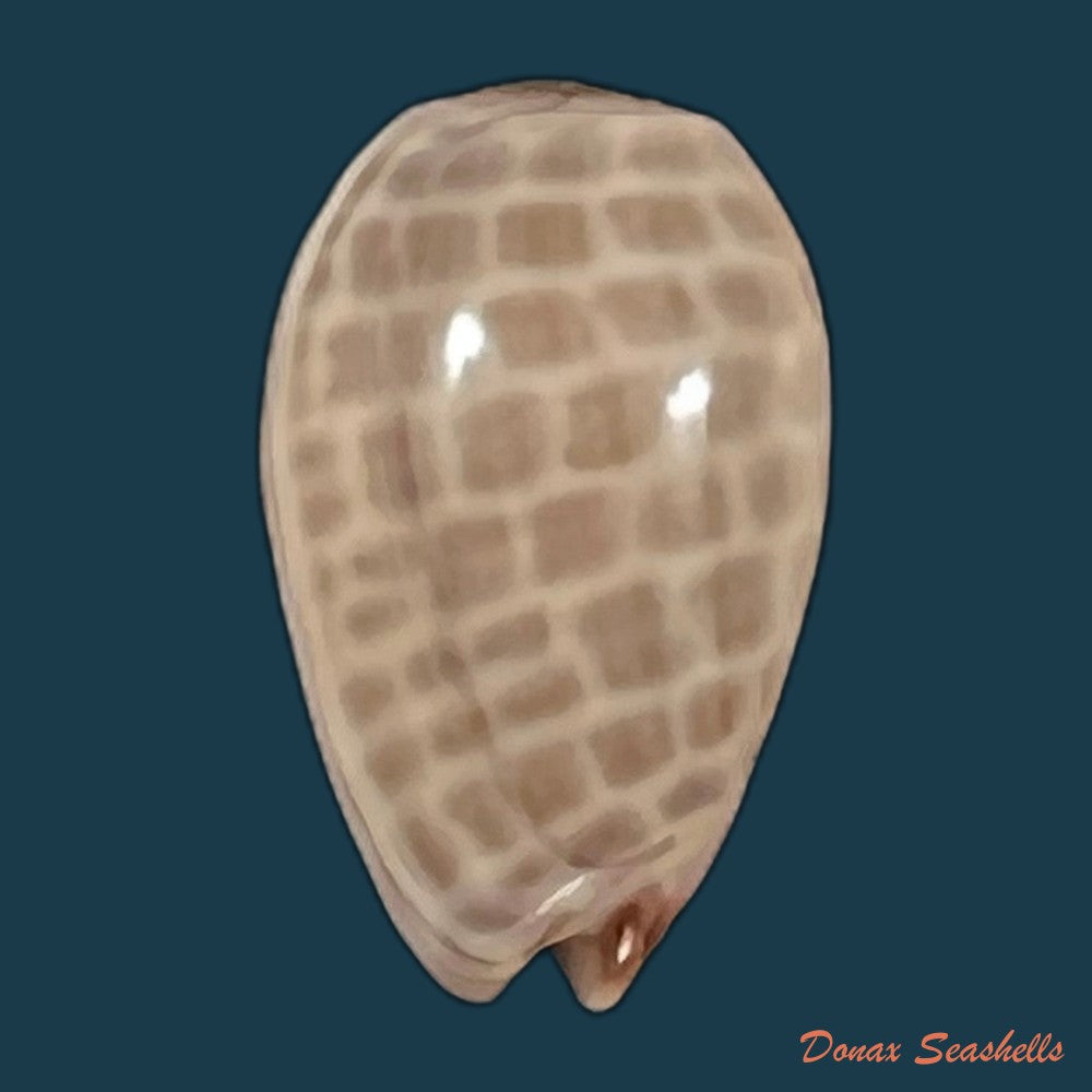 copia-de-persicula-accola-b-roth-coan-1968-12-8mm