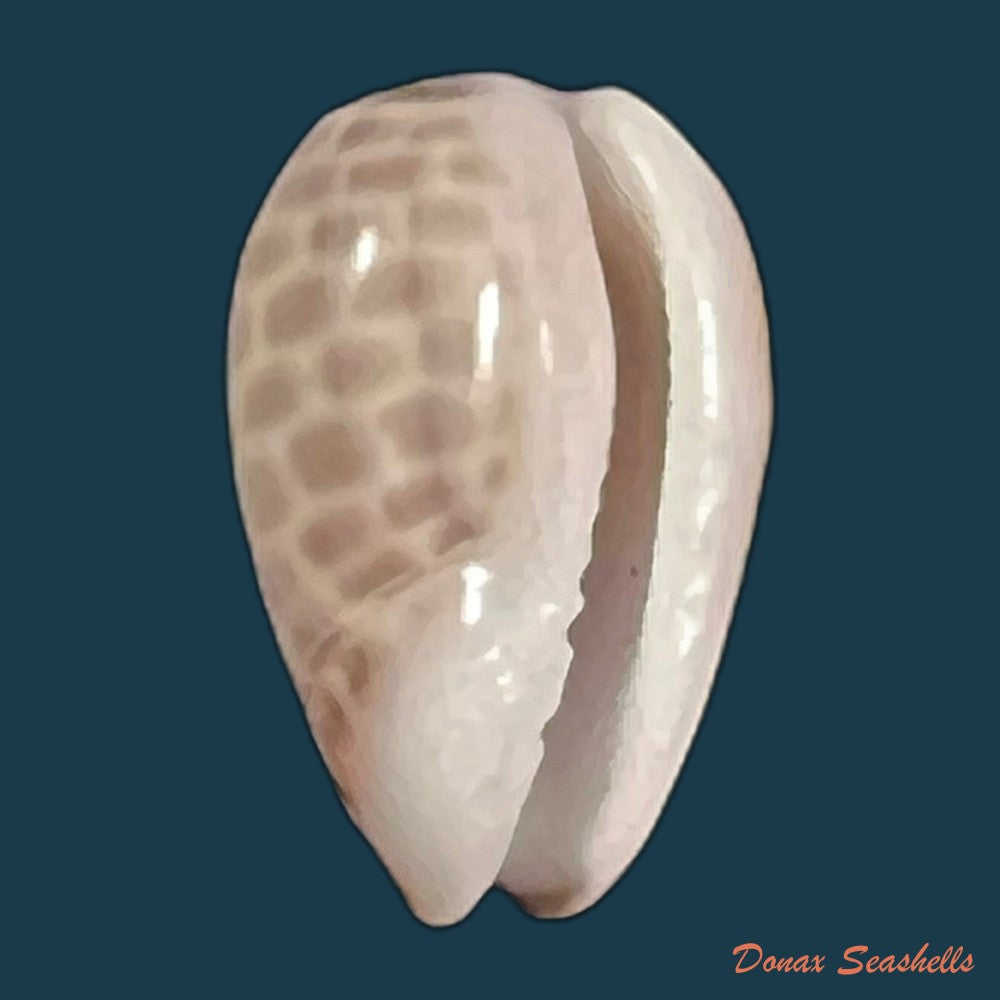 copia-de-persicula-accola-b-roth-coan-1968-12-8mm
