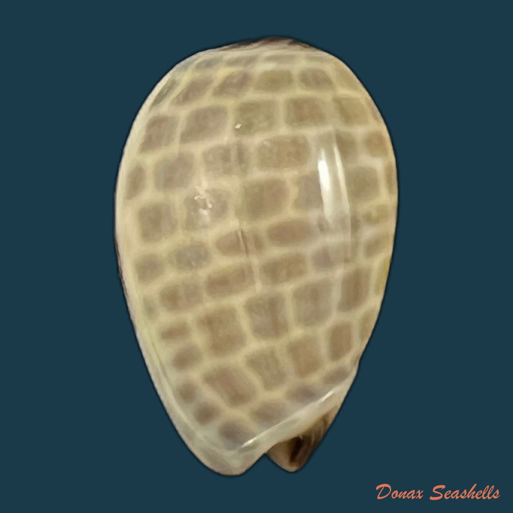 copia-de-persicula-accola-b-roth-coan-1968-13-1mm-1