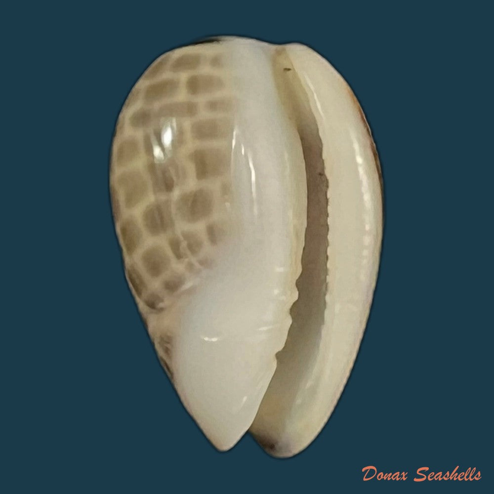 copia-de-persicula-accola-b-roth-coan-1968-13-1mm-1