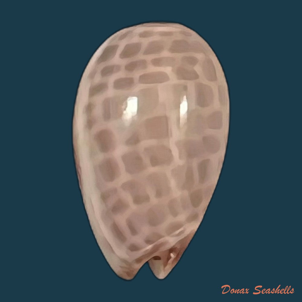 copia-de-persicula-accola-b-roth-coan-1968-13-1mm