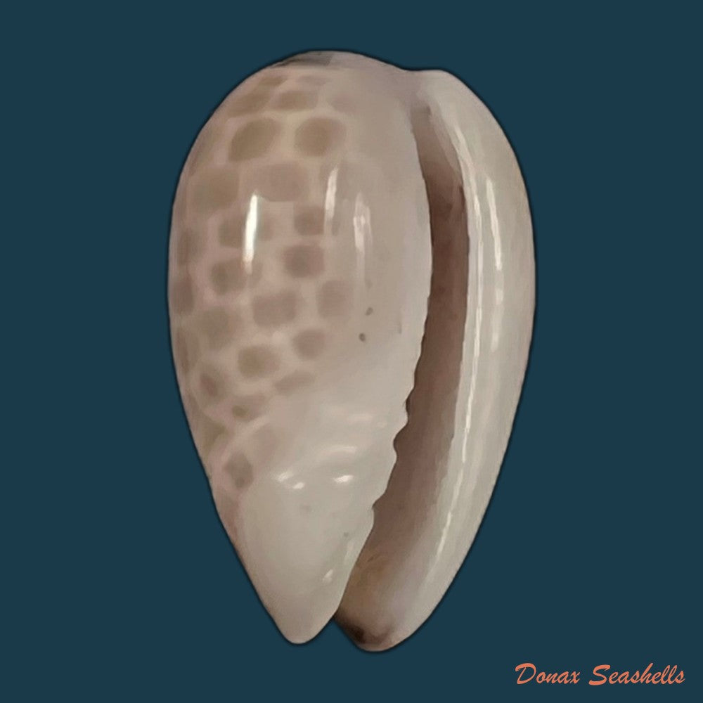 copia-de-persicula-accola-b-roth-coan-1968-13-1mm