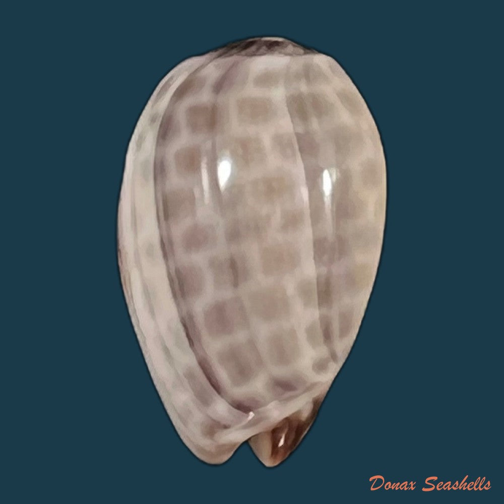 copia-de-persicula-accola-b-roth-coan-1968-13-6mm