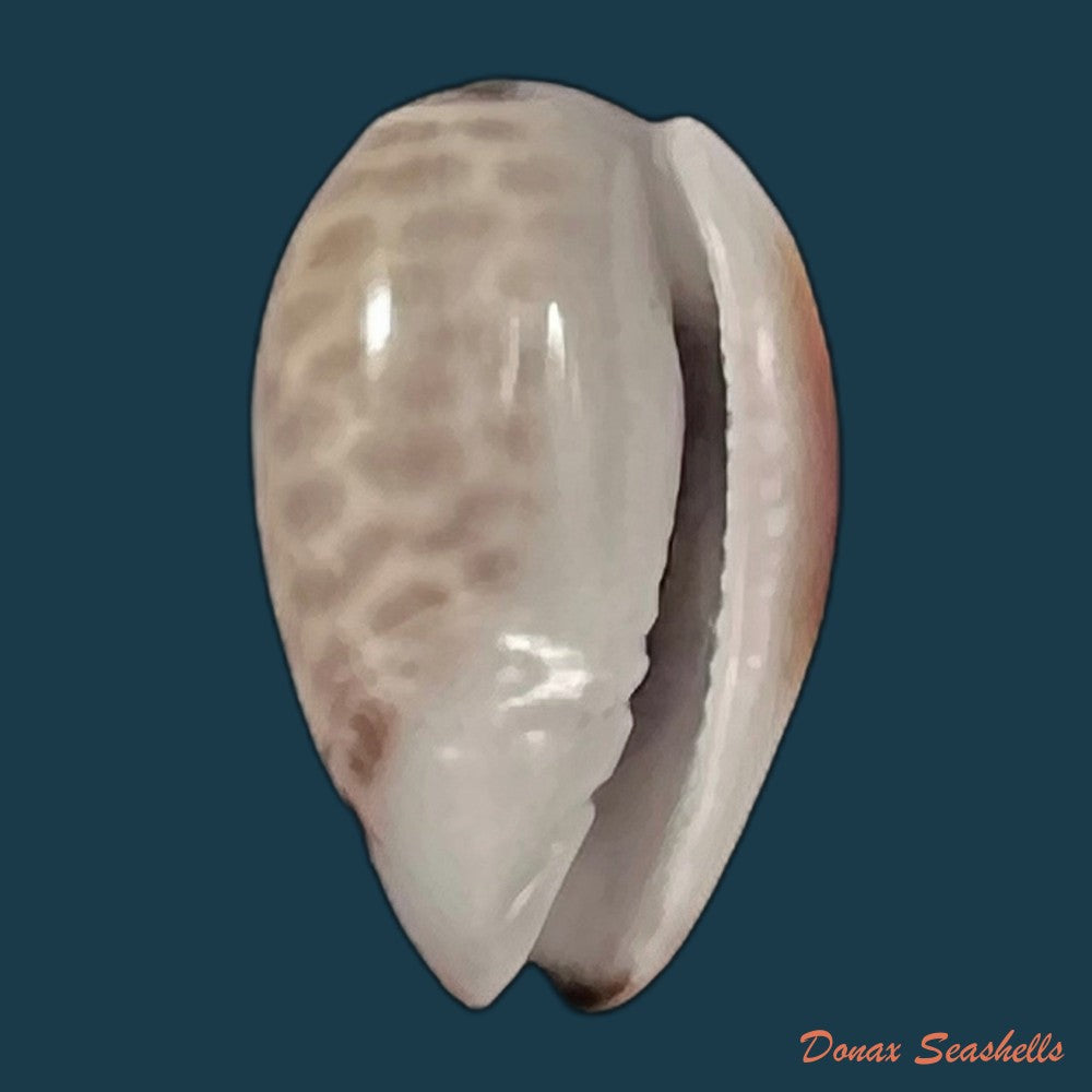 copia-de-persicula-accola-b-roth-coan-1968-13-6mm