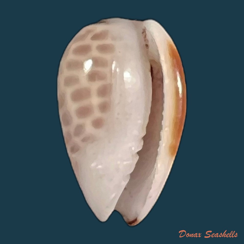 copia-de-persicula-accola-b-roth-coan-1968-14-4mm-1