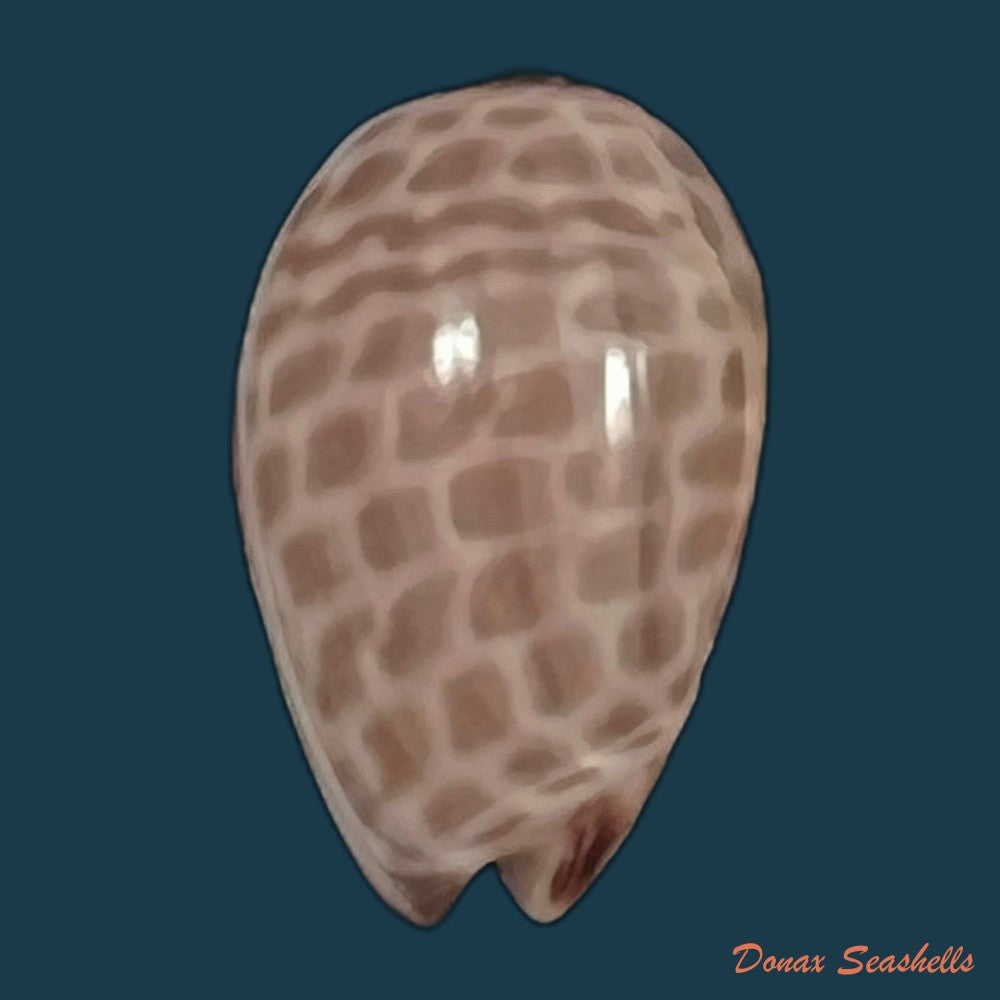 copia-de-persicula-accola-b-roth-coan-1968-14mm-1