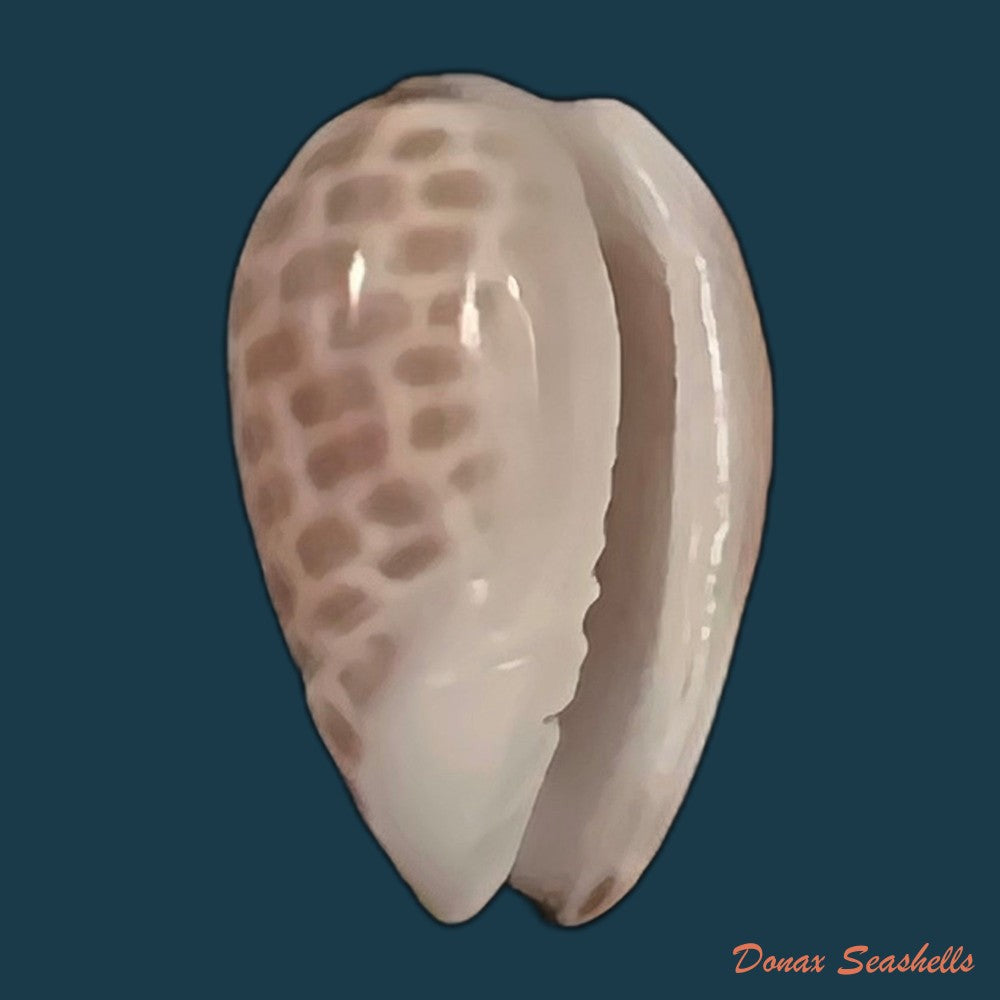 copia-de-persicula-accola-b-roth-coan-1968-14mm-1