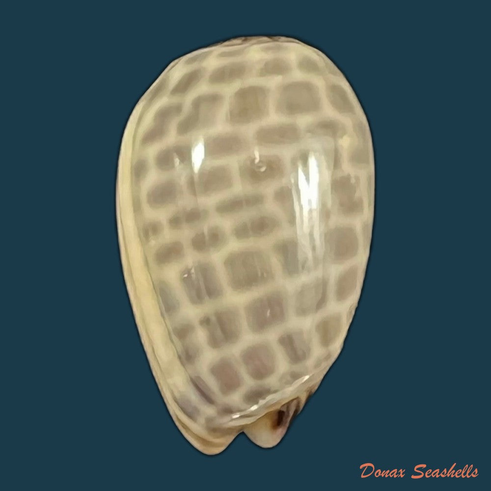 copia-de-persicula-accola-b-roth-coan-1968-14mm-2