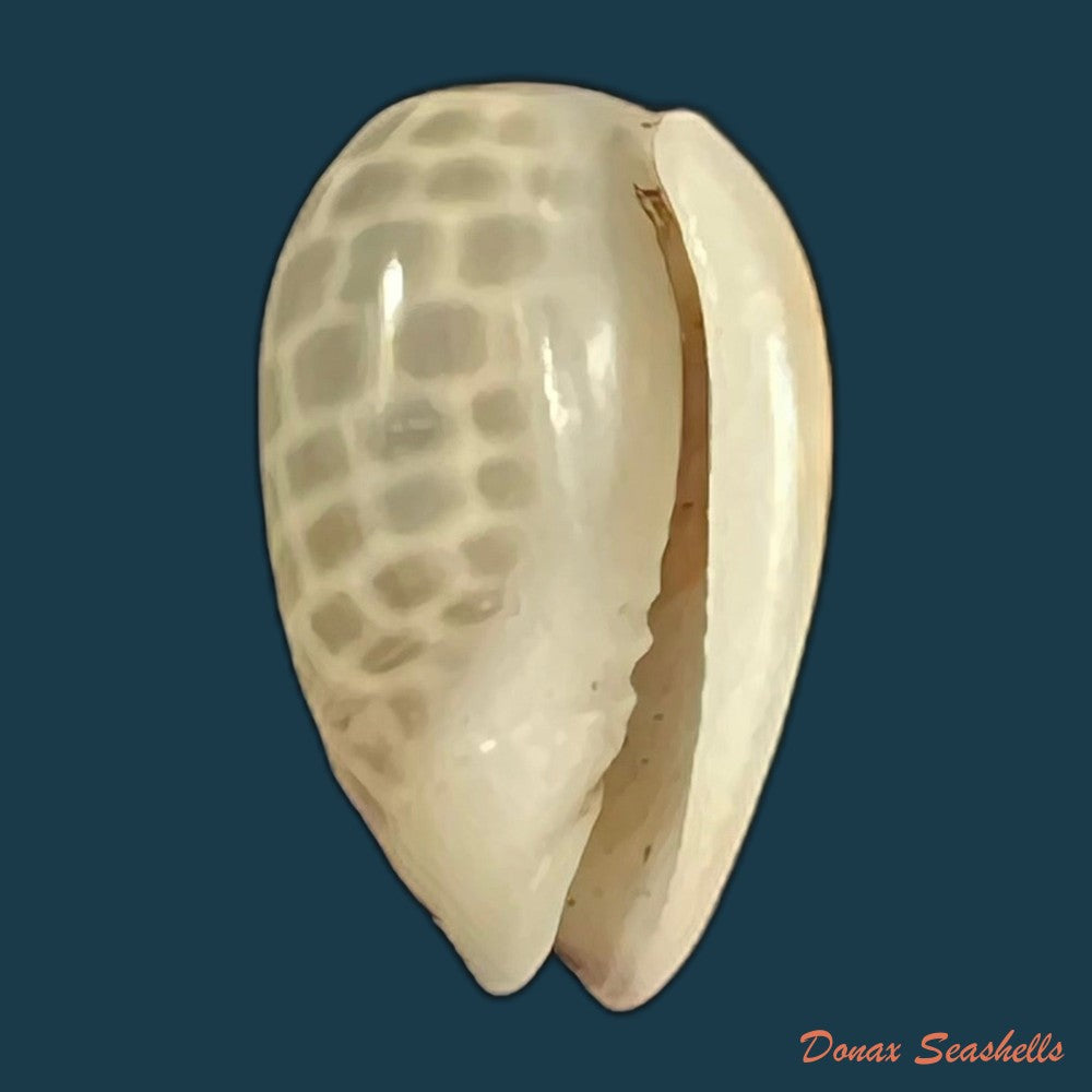 copia-de-persicula-accola-b-roth-coan-1968-14mm-2