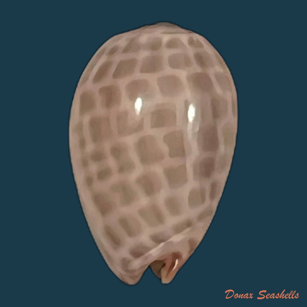 copia-de-persicula-accola-b-roth-coan-1968-14mm