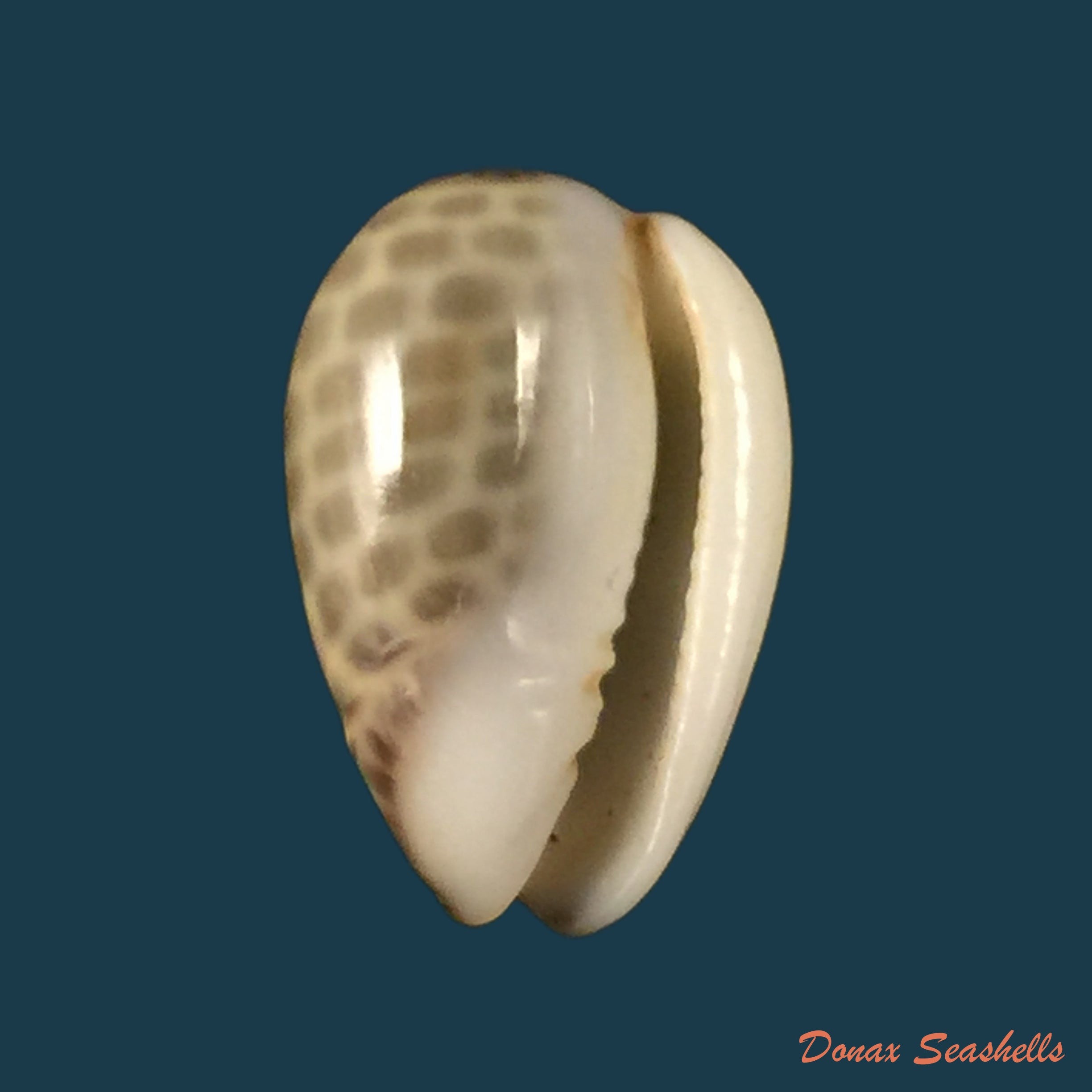 copia-de-persicula-accola-b-roth-cosn-1968-13-9mm