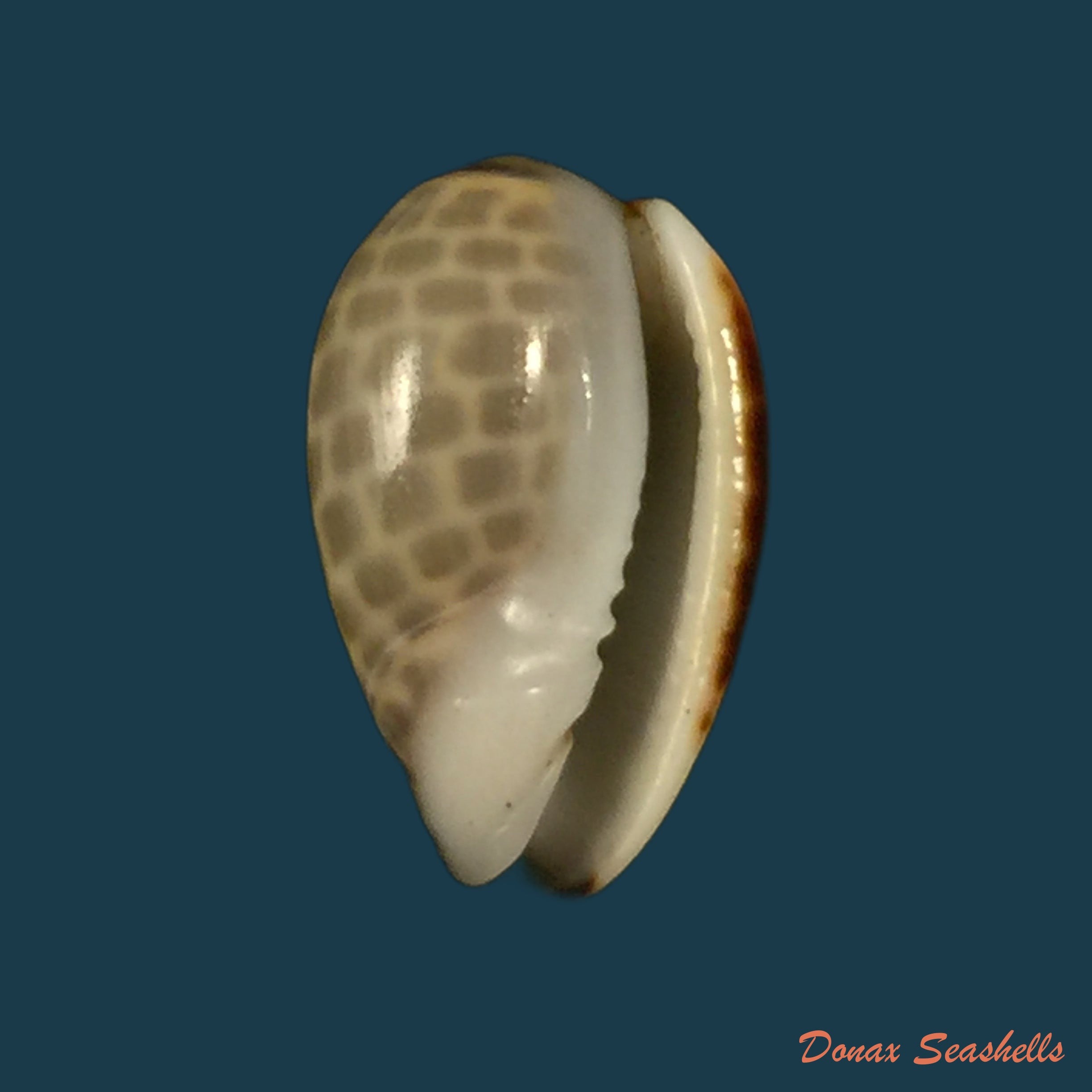 copia-de-persicula-accola-b-roth-cosn-1968-14-3mm