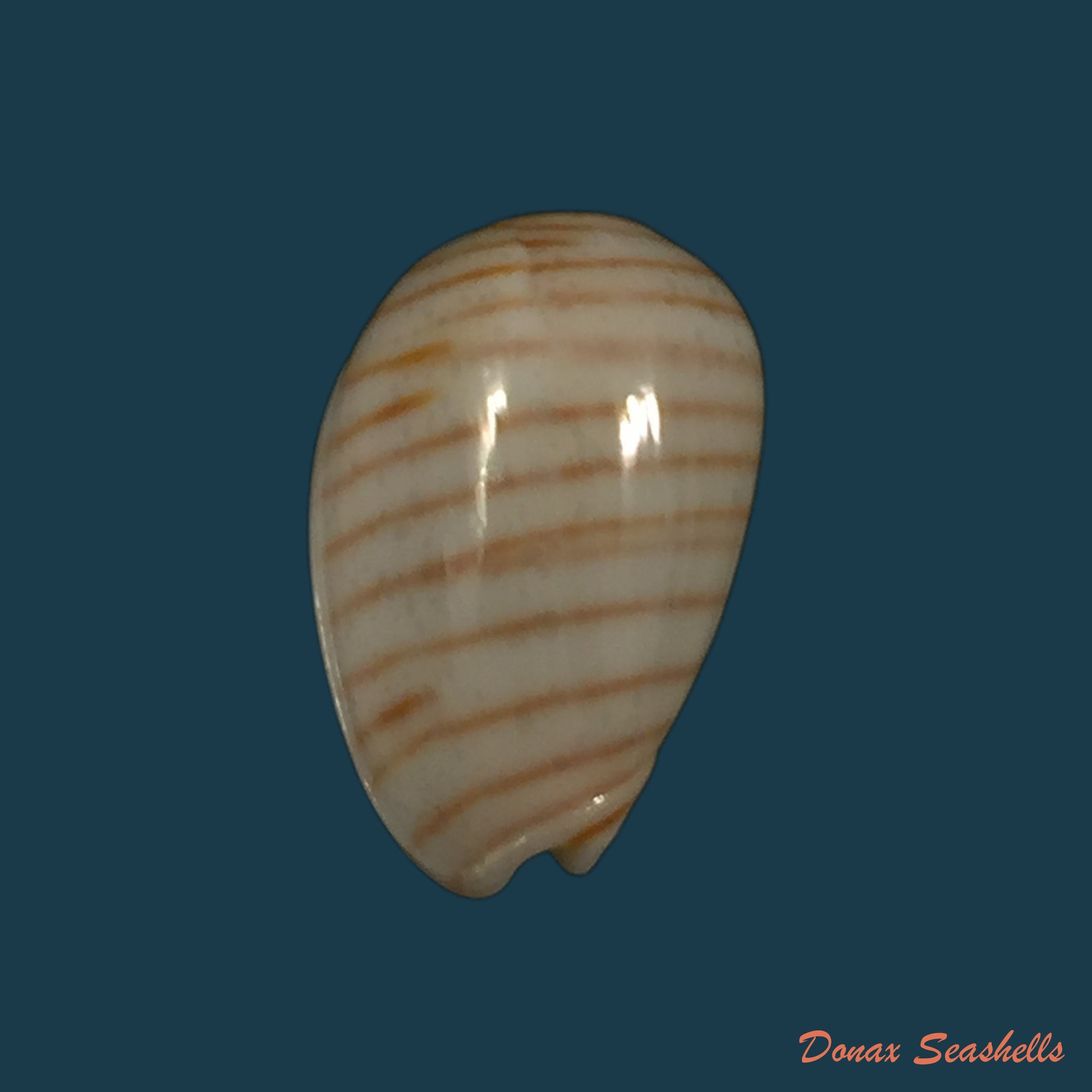 copia-de-persicula-cingulata-dillwyn-1817-16-6mm