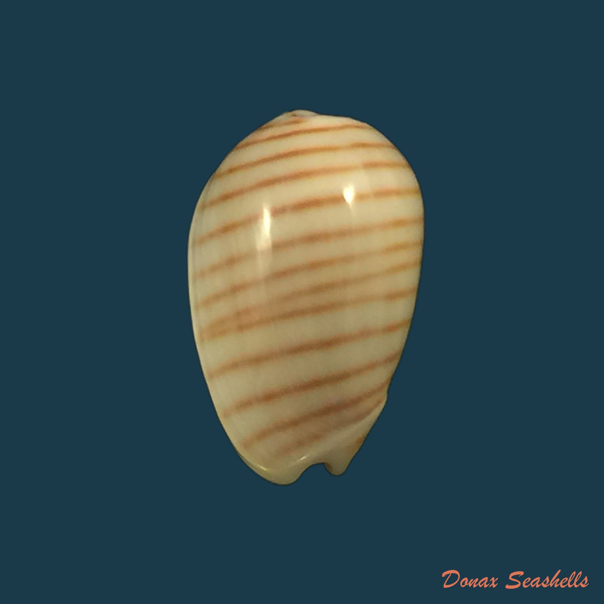 copia-de-persicula-cingulata-dillwyn-1817-16-8mm