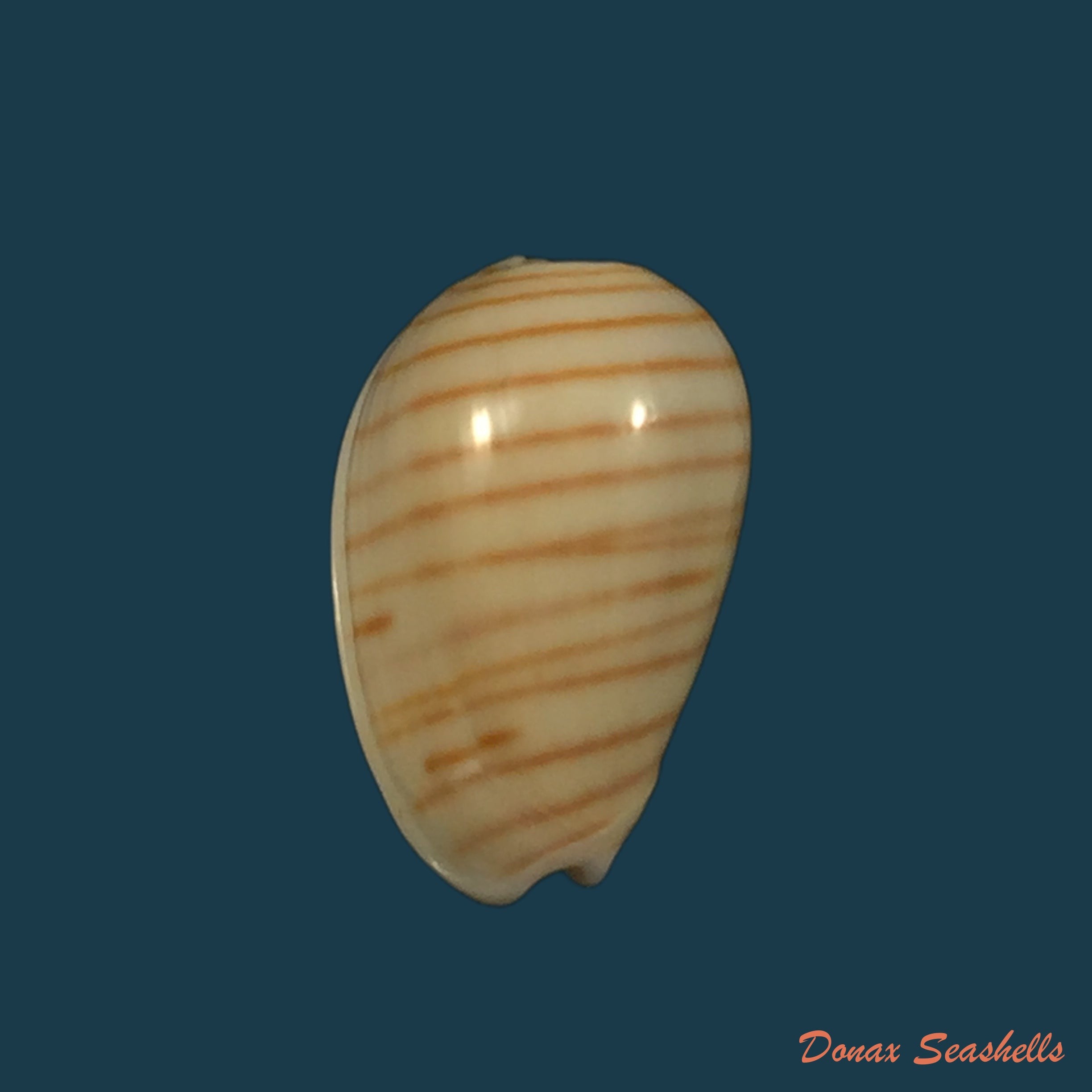 copia-de-persicula-cingulata-dillwyn-1817-17-5mm