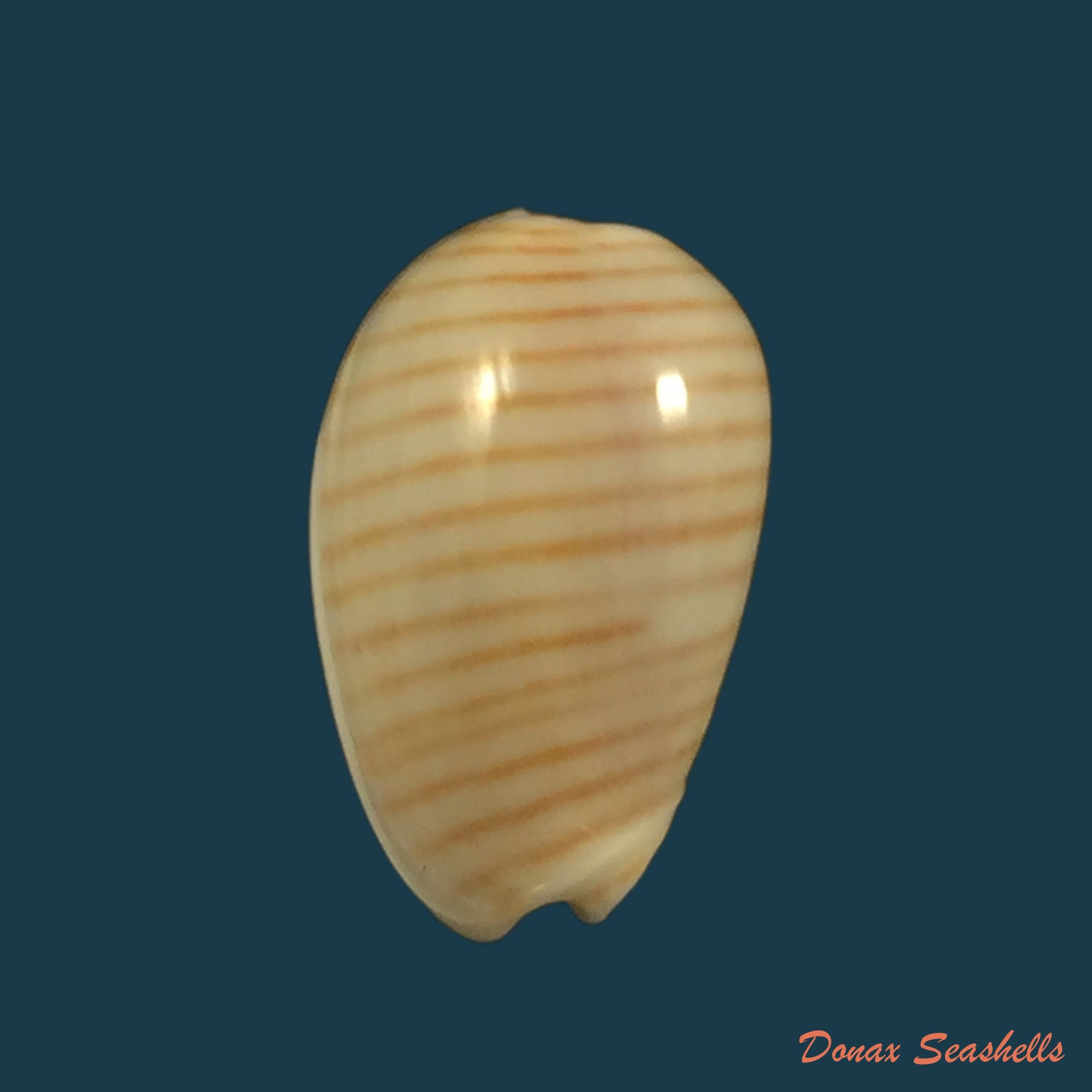 copia-de-persicula-cingulata-dillwyn-1817-17-8mm