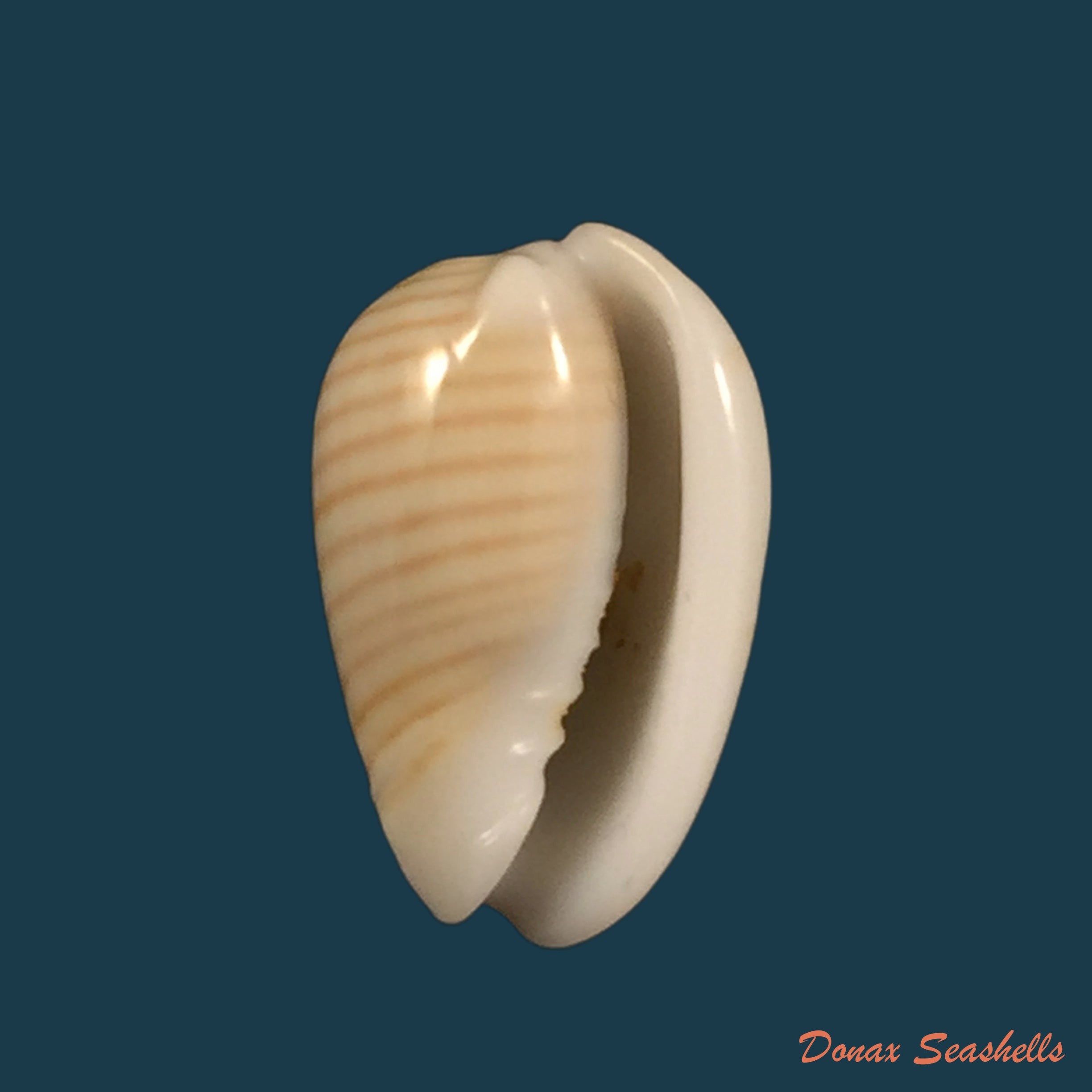 copia-de-persicula-cingulata-dillwyn-1817-17-8mm