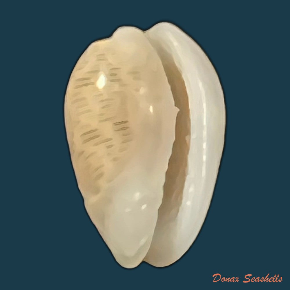 copia-de-persicula-interruptolineata-megerle-von-muhlfeld-1816-10-1mm-1