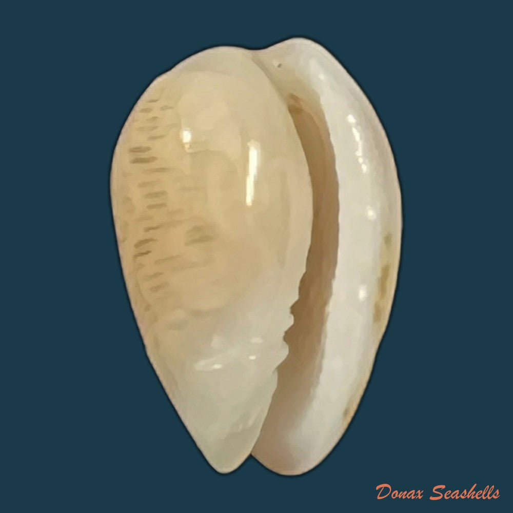 copia-de-persicula-interruptolineata-megerle-von-muhlfeld-1816-10-1mm
