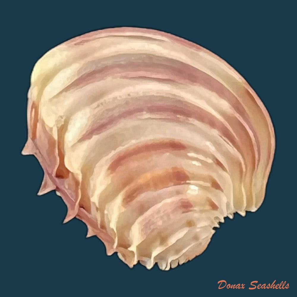 copia-de-petricola-denticulata-g-b-sowerby-i-1834-26-4mm