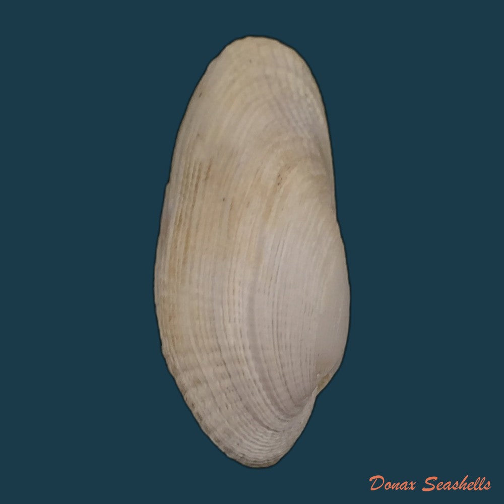copia-de-petricola-denticulata-g-b-sowerby-i-1834-29-1mm