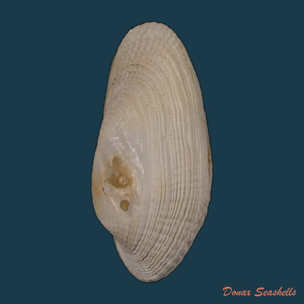 copia-de-petricola-denticulata-g-b-sowerby-i-1834-29-1mm
