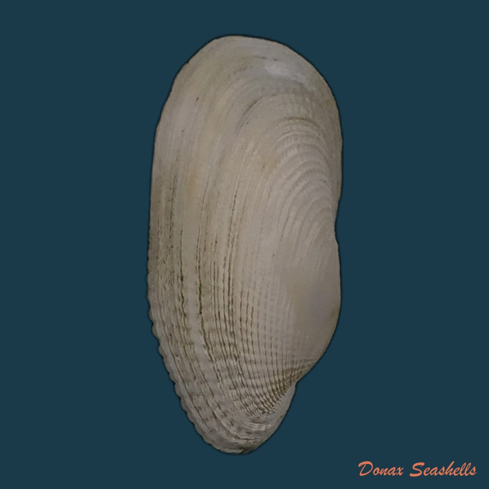 copia-de-petricola-denticulata-g-b-sowerby-i-1834-34-8mm