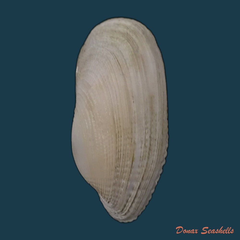 copia-de-petricola-denticulata-g-b-sowerby-i-1834-34-8mm