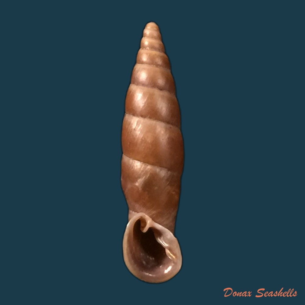 copia-de-phaedusa-corticina-corticina-l-pfeiffer-1842-24mm