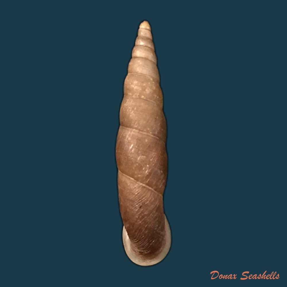 copia-de-phaedusa-corticina-corticina-l-pfeiffer-1842-25-7mm