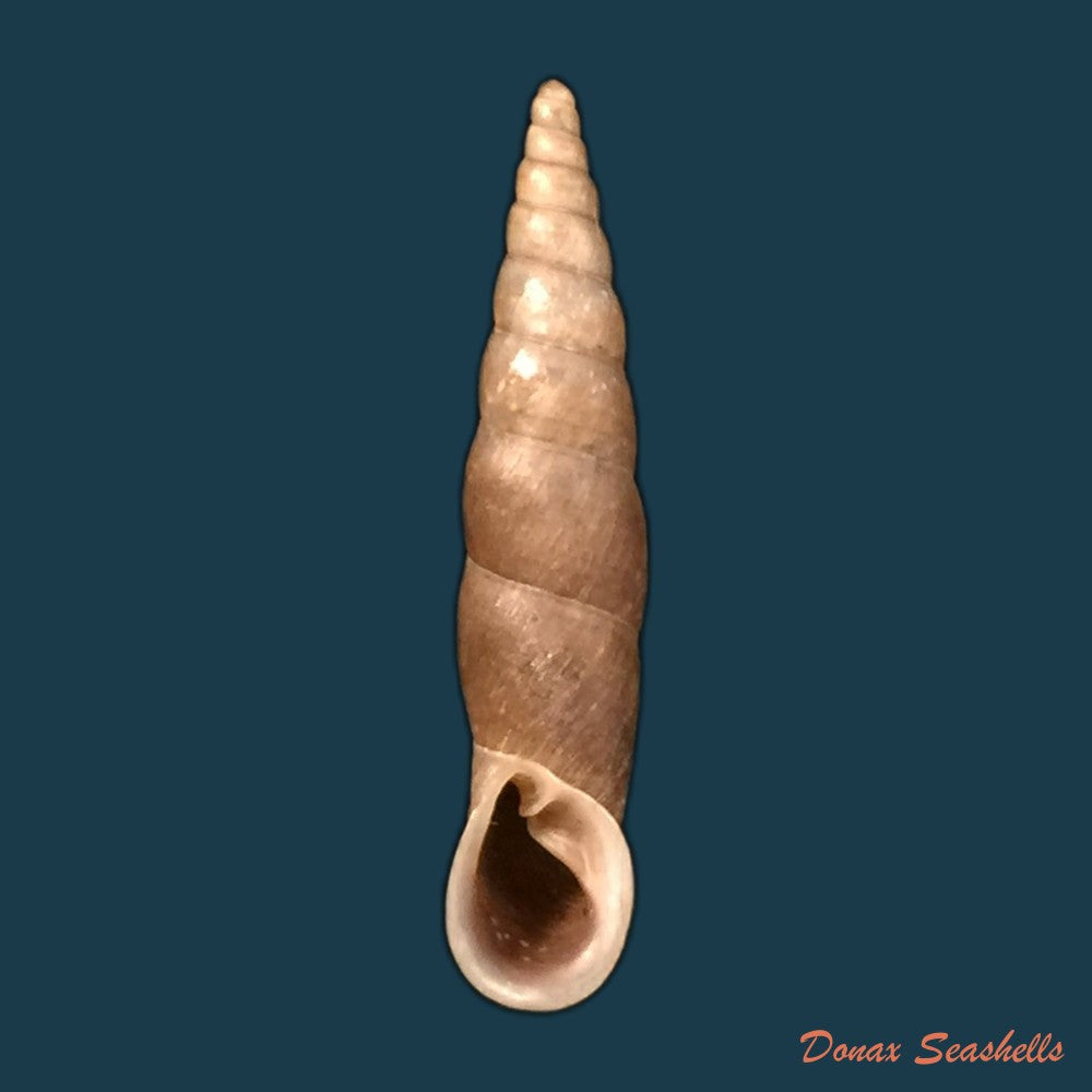 copia-de-phaedusa-corticina-corticina-l-pfeiffer-1842-25-7mm