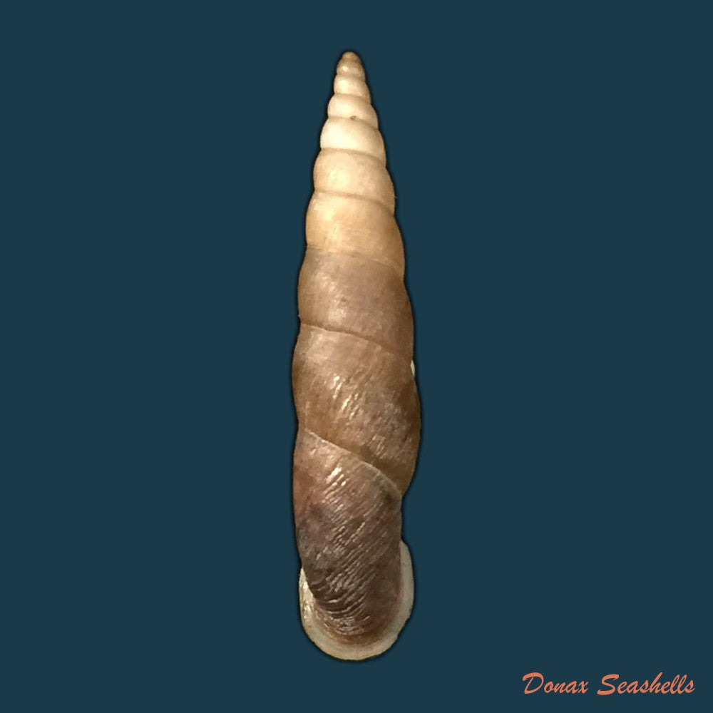 copia-de-phaedusa-corticina-corticina-l-pfeiffer-1842-25mm