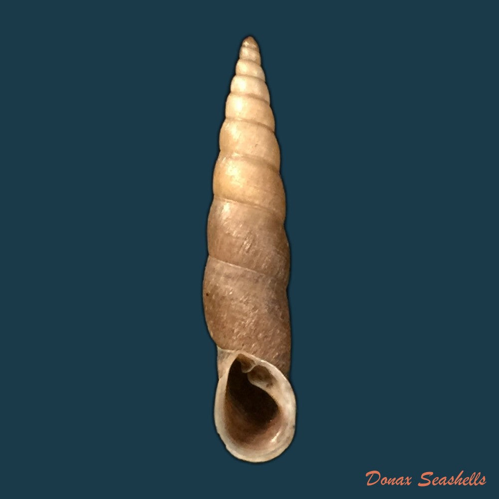 copia-de-phaedusa-corticina-corticina-l-pfeiffer-1842-25mm